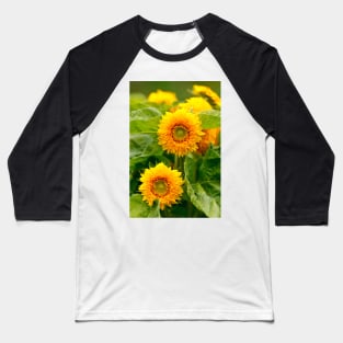Yellow daisies closeup in the garden Baseball T-Shirt